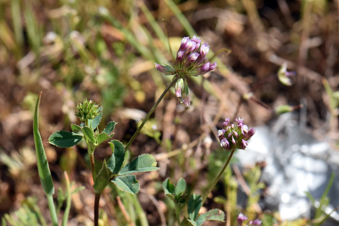 Pinpoint Clover flowers are strongly reflexed after blooming and often turned to the side. The fruits are indehiscent legumes meaning that the fruits do not open at maturity. Trifolium gracilentum Pinpoint Clover flowers are strongly reflexed after blooming and often turned to the side. The fruits are indehiscent legumes meaning that the fruits do not open at maturity. Trifolium gracilentum